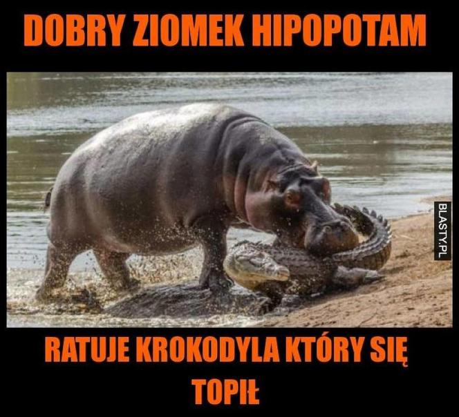 Chcesz poprawić sobie humor? Te memy ze zwierzętami rozbawią cię do łez!