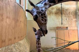Nowy mieszkaniec ZOO w Warszawie