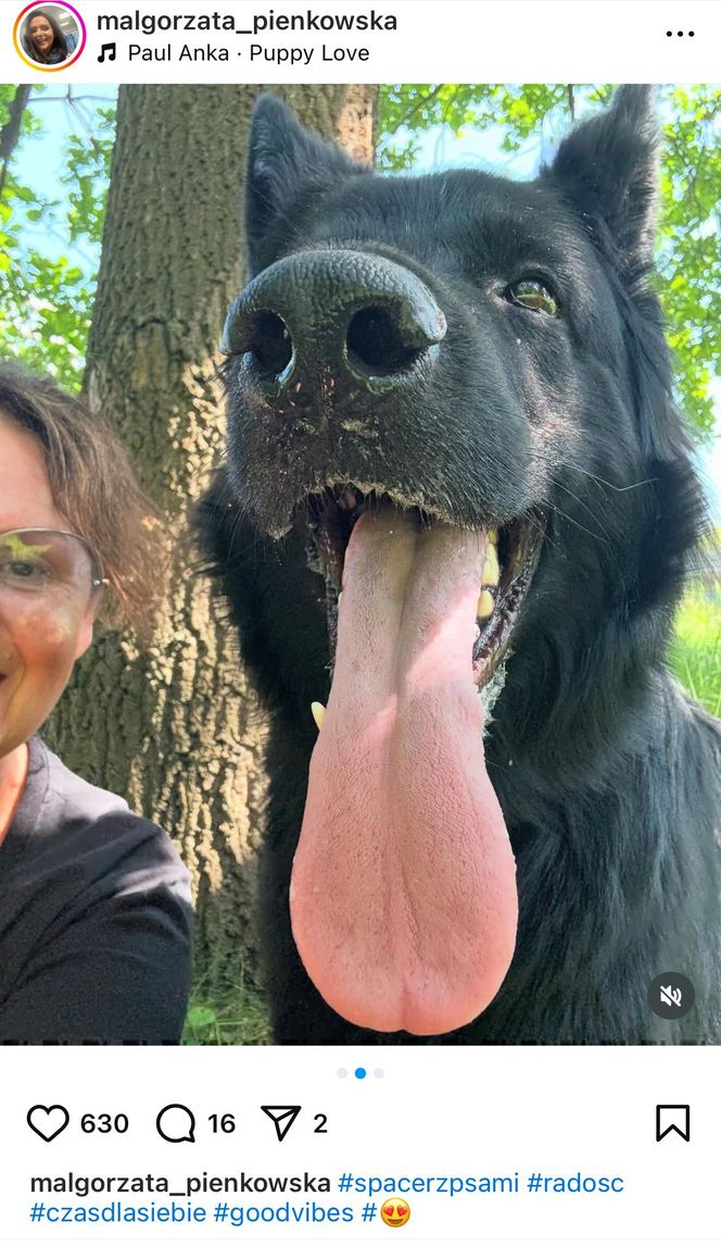 Te psy skradły serca gwiazd! Niektóre wyglądają jak z bajk