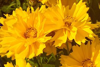 Nachyłek wielkokwiatowy