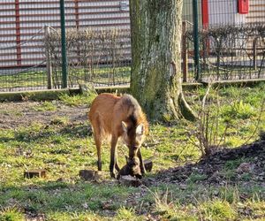 Wilki grzywiaste w Śląskim Ogrodzie Zoologicznym. W styczniu na świat przyszły trzy samiczki