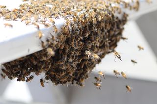 Rój pszczół na balkonie? Te szybkie kroki mogą uratować cię przed problemem