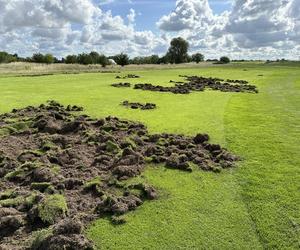 Dziki wróciły na pole golfowe w Gorzowie! Zwierzęta znów przeorały plac