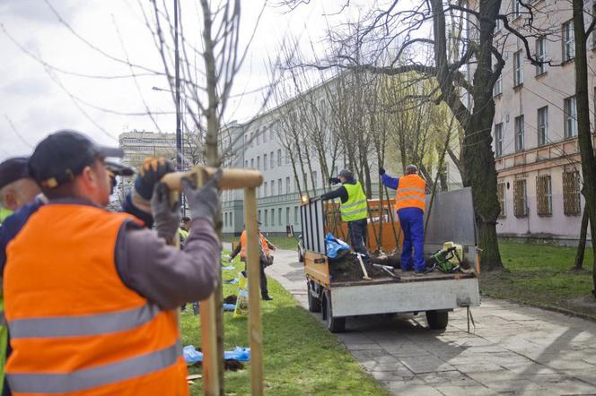 Część nowych roślin i drzew posadzonych zostanie w rewitalizowanym centrum Łodzi