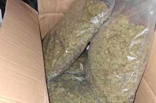 Prawie 40 kilogramów narkotyków i dwie duże plantacje. Dwaj zatrzymani w Starachowicach i gminie Brody