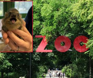 Warszawskie ZOO ma nowych ulubieńców! To właśnie te słodziaki skradły serca internautów