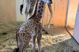 Nowy mieszkaniec ZOO w Warszawie