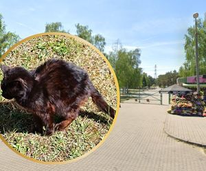Na bydgoskim cmentarzu żyją koty. Bydgoszczanka chciała pomóc temu w najgorszym stanie. Odbiła się od ściany 