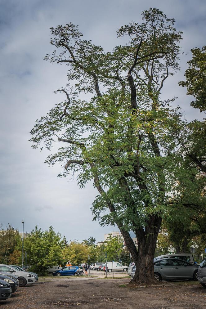 Robinia biała z Pragi-Południe