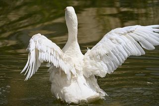 W przesyłce znaleźli martwą gęś. Wyrok już zapadł, ale prokuratura robi kolejny ruch