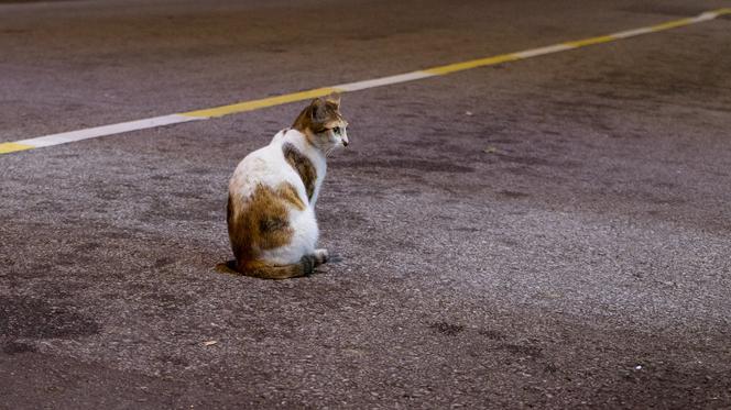 W Gdańsku powołany zostanie Animal Patrol