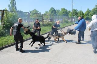 Dwa nowe psy w szczecińskiej policji