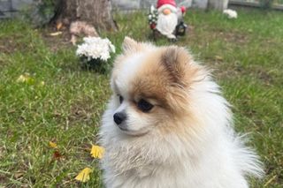 Daisy Najman, pies Marcina Najmana