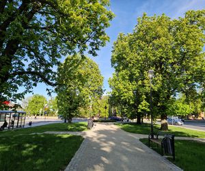Plac Kościeleckich rozkwita na wiosnę. Bydgoszczanie chętnie wybierają go na spacer