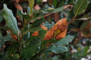 Dlaczego liście laurowego drzewka brązowieją i opadają? Odpowiada ekspert!