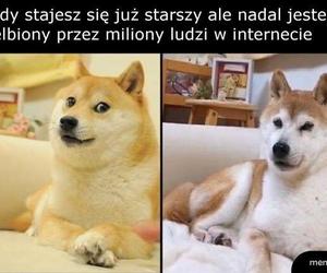 Pieseł