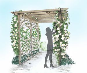 Propozycje obsadzenia pergoli roślinami
