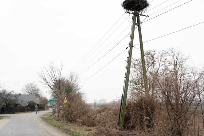 Pierwszy Bocian w Polsce dostał imię Radziwił. 