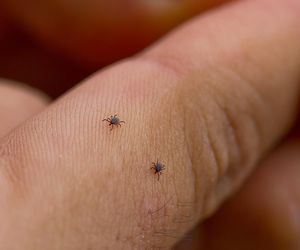 Eksperci ujawniają, jak unikają kleszczy. Tych 6 rzeczy nigdy nie robią na dworze