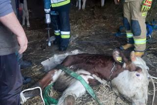 Byk wpadł do szamba, bo zawalił się pod nim strop. Na pomoc ruszyli strażacy