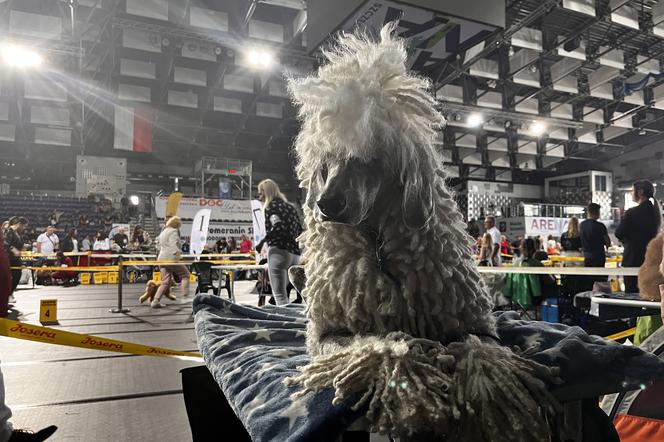 XXVII Międzynarodowa Wystawa Psów Rasowych POMERANIA SHOW