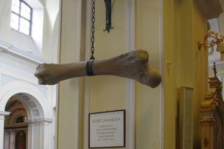 Kość mamuta w warszawskim kościele