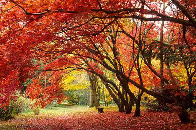 Pociągi dojadą również do rogowskiego arboretum