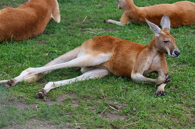 Kangurom upały nie straszne - one uwielbiają się opalać!