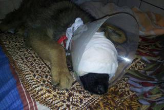 Joanna Krupa zachęca do ratowania skatowanego szczeniaczka! 