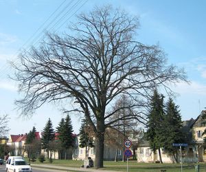 Kolno w woj. podlaskim