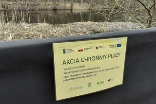 Ochrona żab na Barbarce