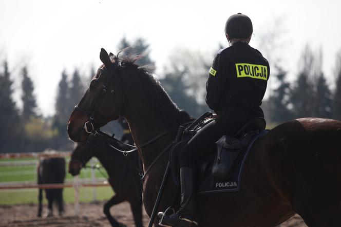 Poznań: Policja konna przeszła egzaminy i otrzymała atest [ZDJĘCIA]