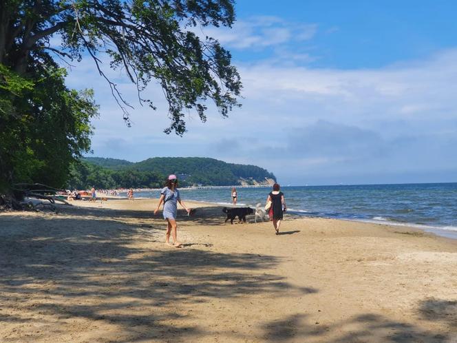 Gdyńskie plaże dla czworonogów: Gdzie można spacerować z psem? 