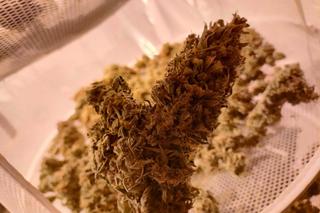 Nielegalna uprawa konopi indyjskich na Jachcicach! Policja zatrzymała 33-latka