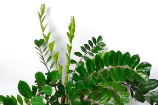 Zamiokulkas zamiolistny zacznie wypuszczać liść za liściem. Zielone, lśniące gałązki pojawią się po zastosowaniu tej domowej odżywki. Zrobisz ją w kilka minut