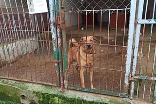 Schronisko dla Zwierząt w Olsztynie