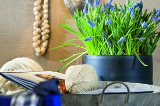 Kompozycje z wiosennych roślin cebulowych