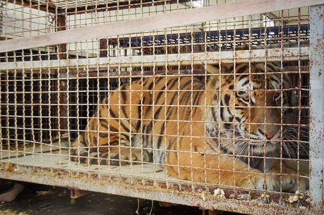 Tygrysy uwięzione na granicy trafiły do poznańskiego zoo - jak można pomóc?