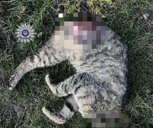 Nie dał się pogłaskać. 42-latek poćwiartował kota. Internauta: ZŁO, które trudno wyrazić słowami