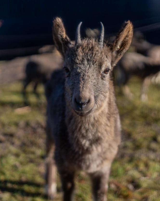 W łódzkim zoo zamieszkały koziorożce syberyjskie