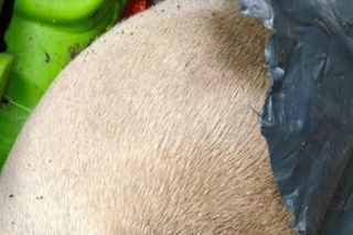 Zgroza w lesie pod Świeciem! Martwy pies w worku foliowym ze związanymi łapami. Policja szuka sprawcy bestialskiego czynu