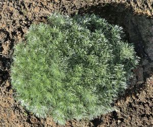 Bylica Schmidta 'Nana'