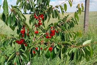 W sadzie pana Marka pod Bydgoszczą dzieje się magia. Najpierw rodzinne zrywanie czereśni, a potem wspólne ognisko 