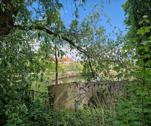 Torowisko tramwajowe na Babiej Wsi w Bydgoszczy zarośnięte chwastami. Tramwaje zniknęły stąd lata temu