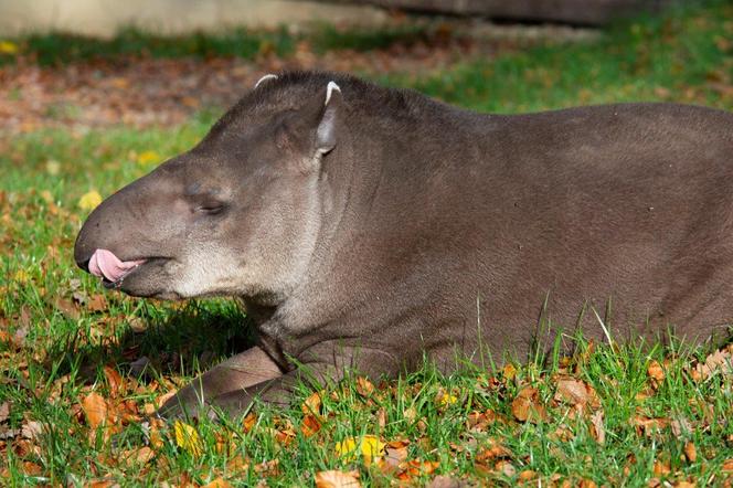 Krakowskie ZOO będzie oszczędzać, ale nie ma zamiaru zamknąć się na mieszkańców