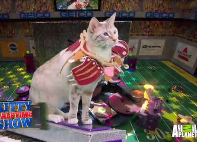 Kitty Bowl