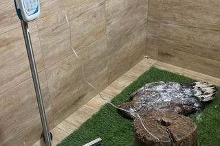 Jastrząb odzyskał wolność