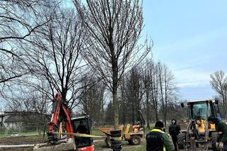 Park Ogród Płaszów się rozrasta. Wkrótce zazielenią się nowe drzewa