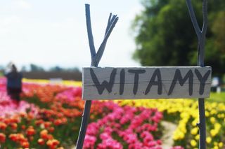 Tulipanowa polanka w małopolskiej Polance Wielkiej