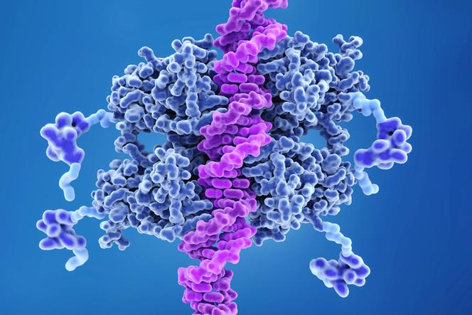 Białko p53 - strażnik genomu